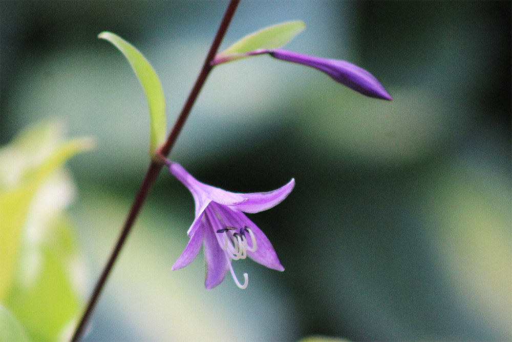 Hosta ‚Mango Salsa‘