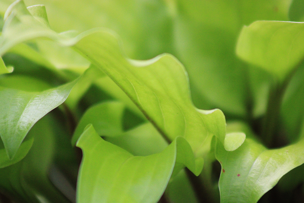 Hosta ‚Mango Salsa‘