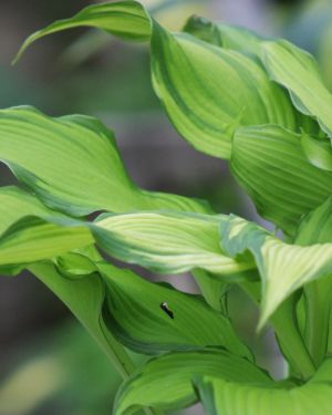 Hosta ‚On Stage‘