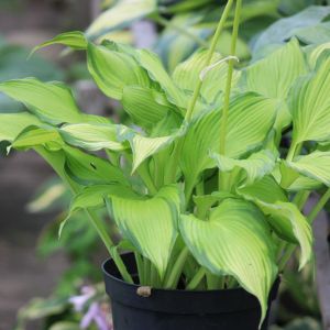 Hosta 'On Stage'