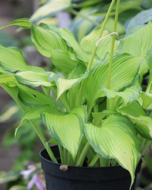 Hosta ‚On Stage‘