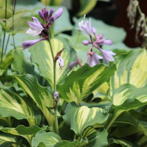 Hosta 'Lakeside Paisley Print'