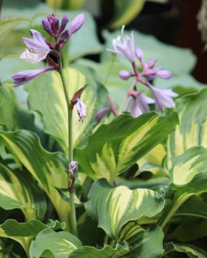 Hosta ‚Lakeside Paisley Print‘