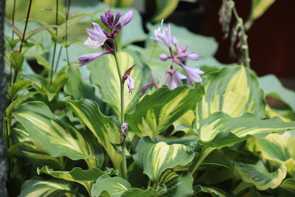 Hosta ‚Lakeside Paisley Print‘