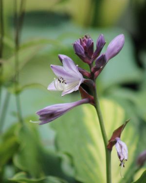 Hosta ‚Lakeside Paisley Print‘
