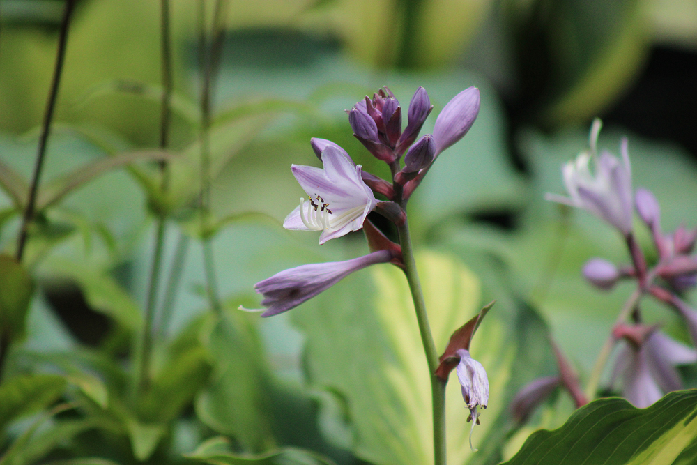 Hosta ‚Lakeside Paisley Print‘