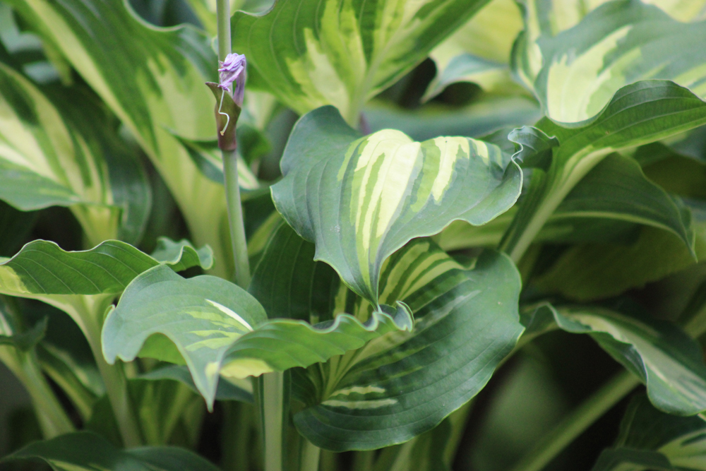 Hosta ‚Lakeside Paisley Print‘