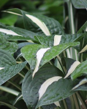 Hosta ‚Risky Business‘