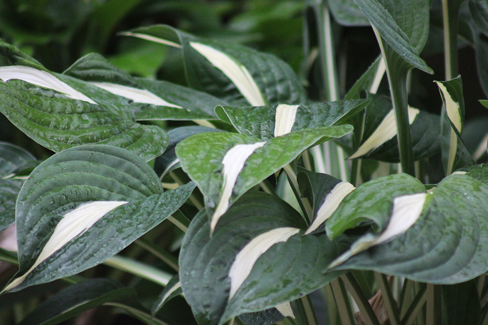 Hosta ‚Risky Business‘