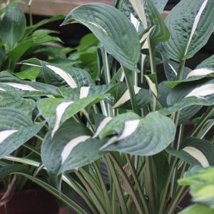 Hosta 'Risky Business'