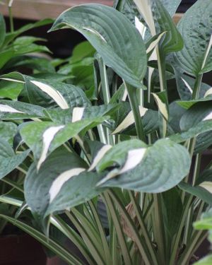Hosta ‚Risky Business‘