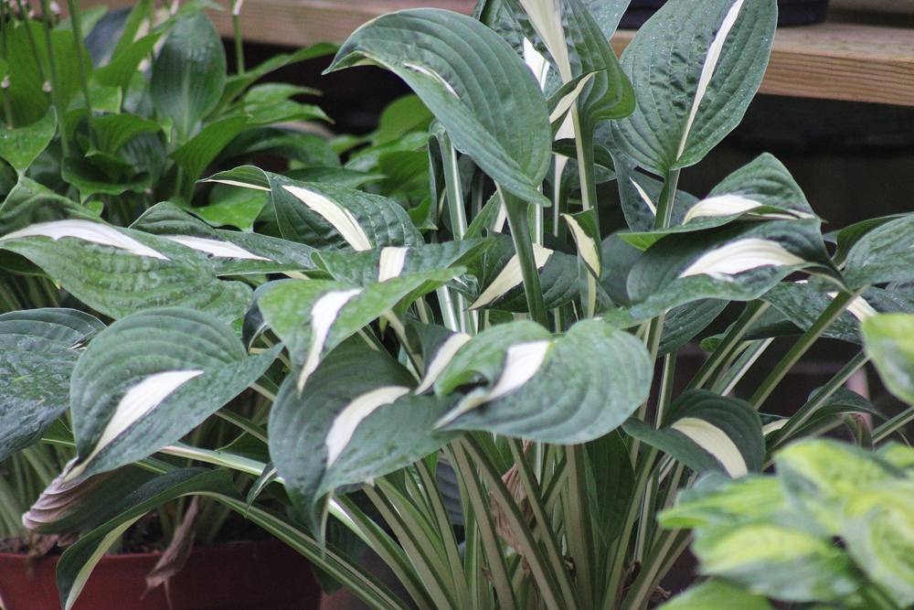 Hosta ‚Risky Business‘