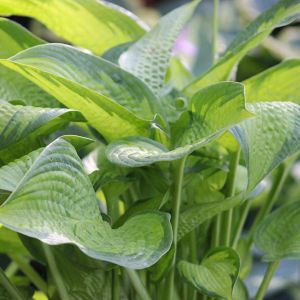 Hosta 'September Sun'