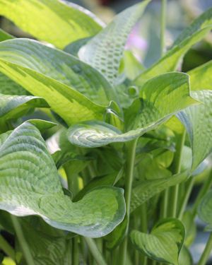 Hosta ‚September Sun‘
