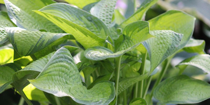 Hosta ‚September Sun‘