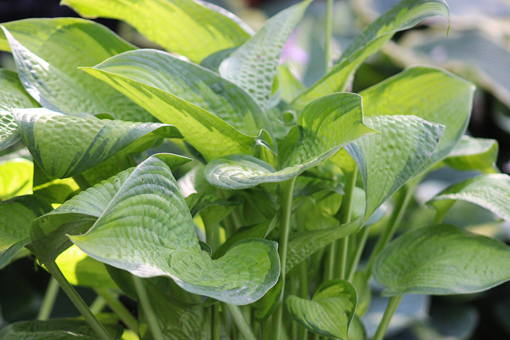 Hosta ‚September Sun‘