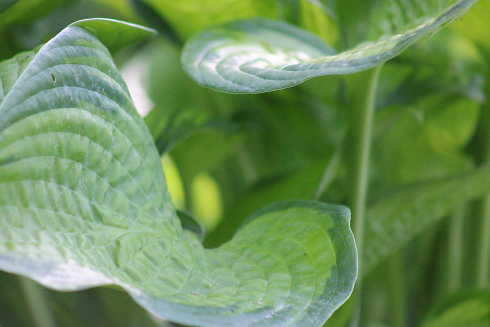 Hosta ‚September Sun‘