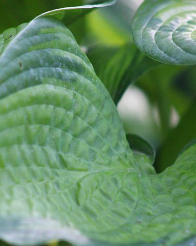 Hosta ‚September Sun‘