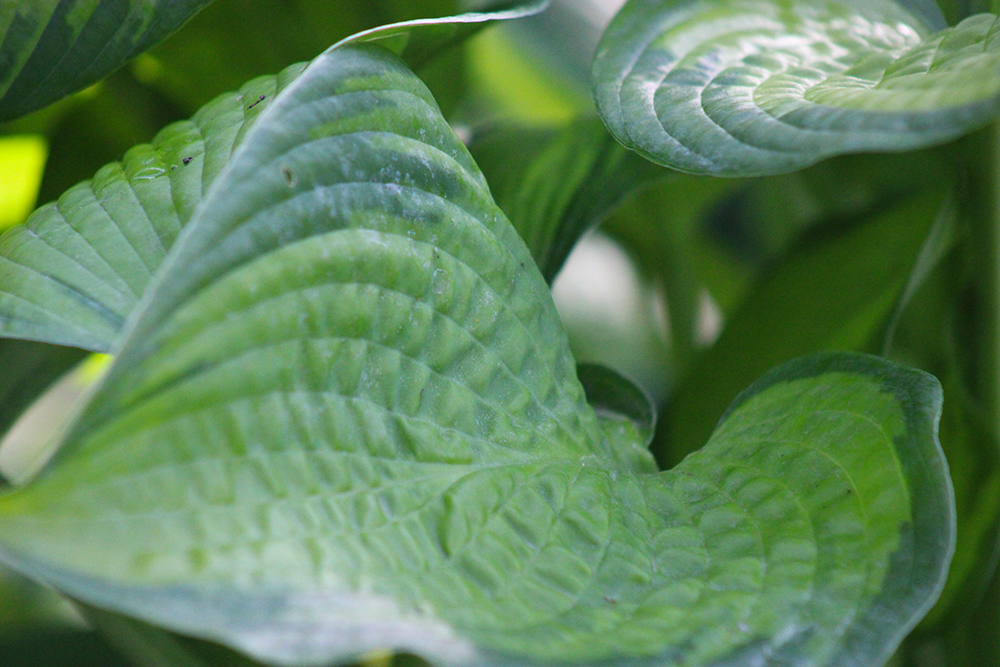 Hosta ‚September Sun‘