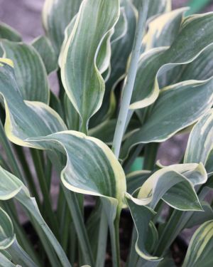 Hosta ‚Regal Splendor‘