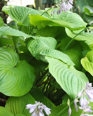 Hosta ‚Sum & Substance‘