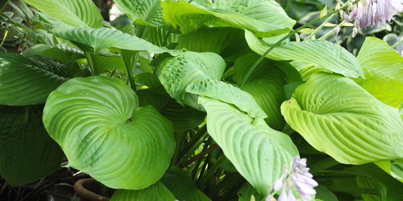 Hosta ‚Sum & Substance‘