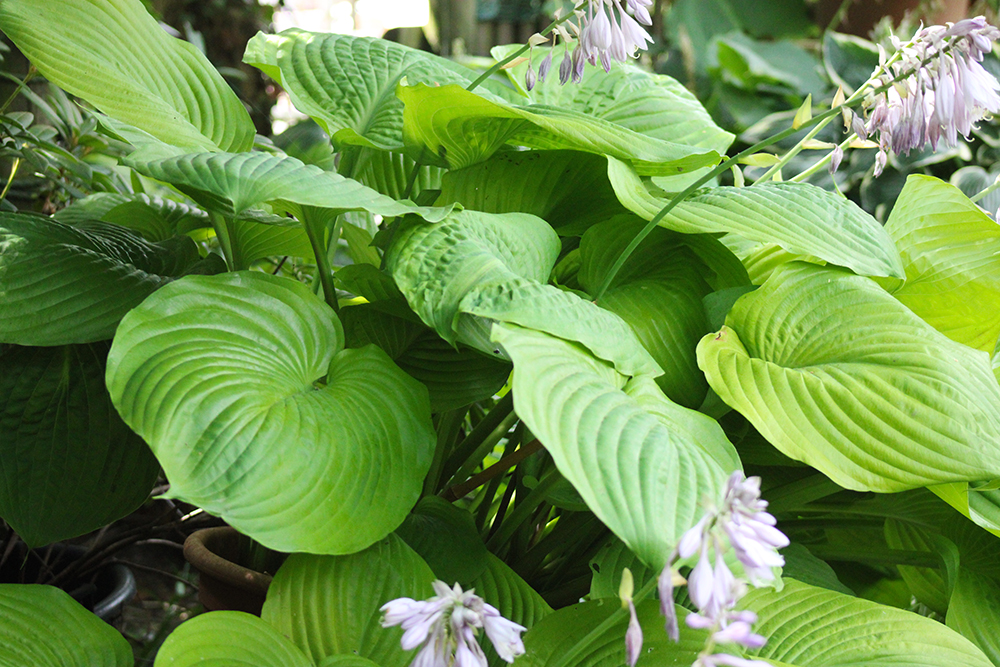 Hosta ‚Sum & Substance‘