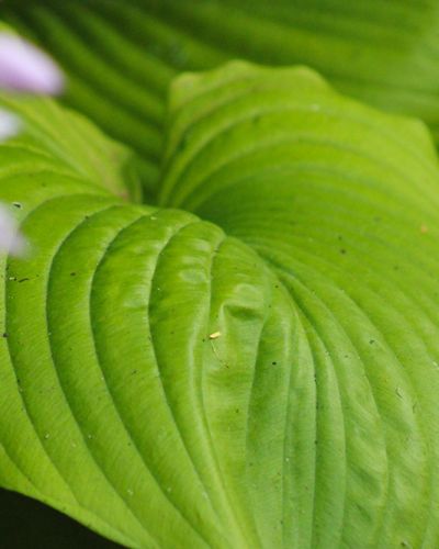 Hosta ‚Sum & Substance‘
