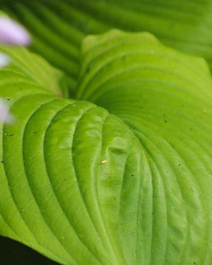 Hosta ‚Sum & Substance‘