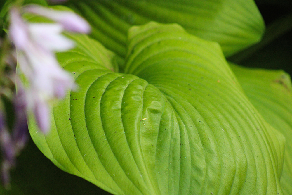 Hosta ‚Sum & Substance‘