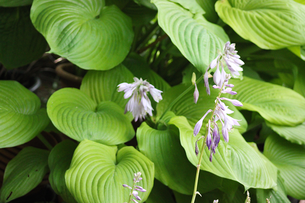 Hosta ‚Sum & Substance‘