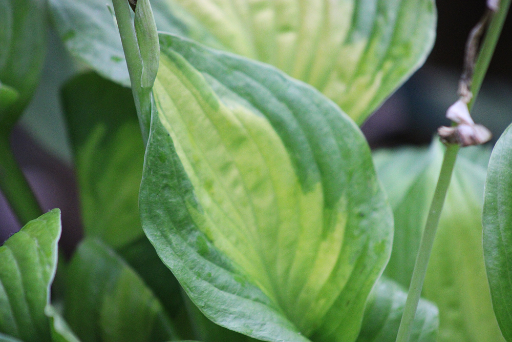 Hosta ‚Summer Breeze‘