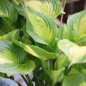 Hosta 'Summer Breeze'