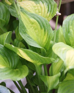 Hosta ‚Summer Breeze‘
