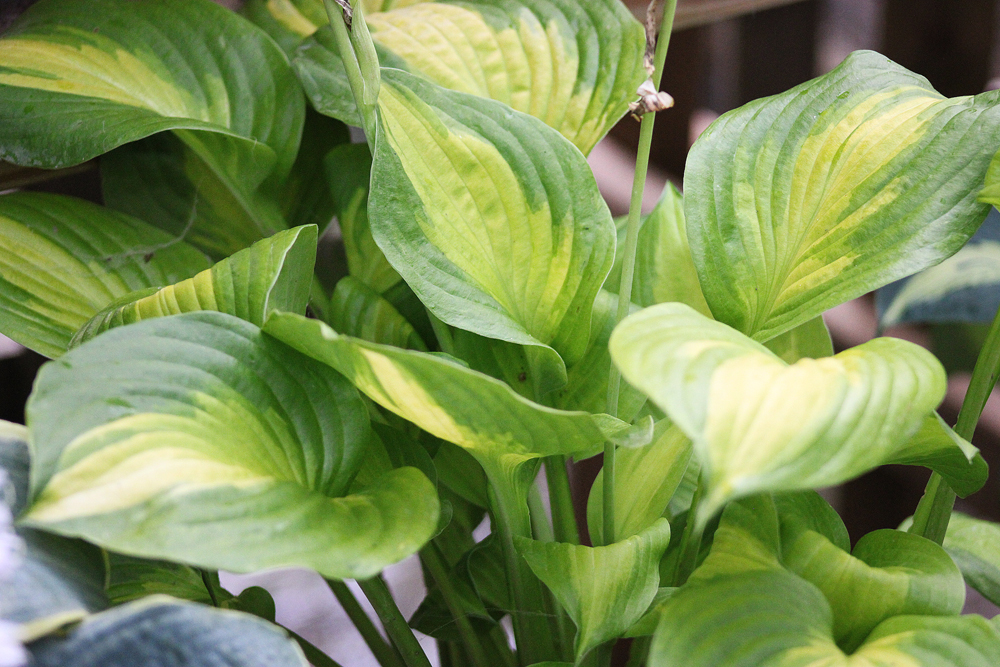 Hosta ‚Summer Breeze‘