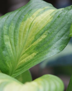 Hosta ‚Summer Breeze‘