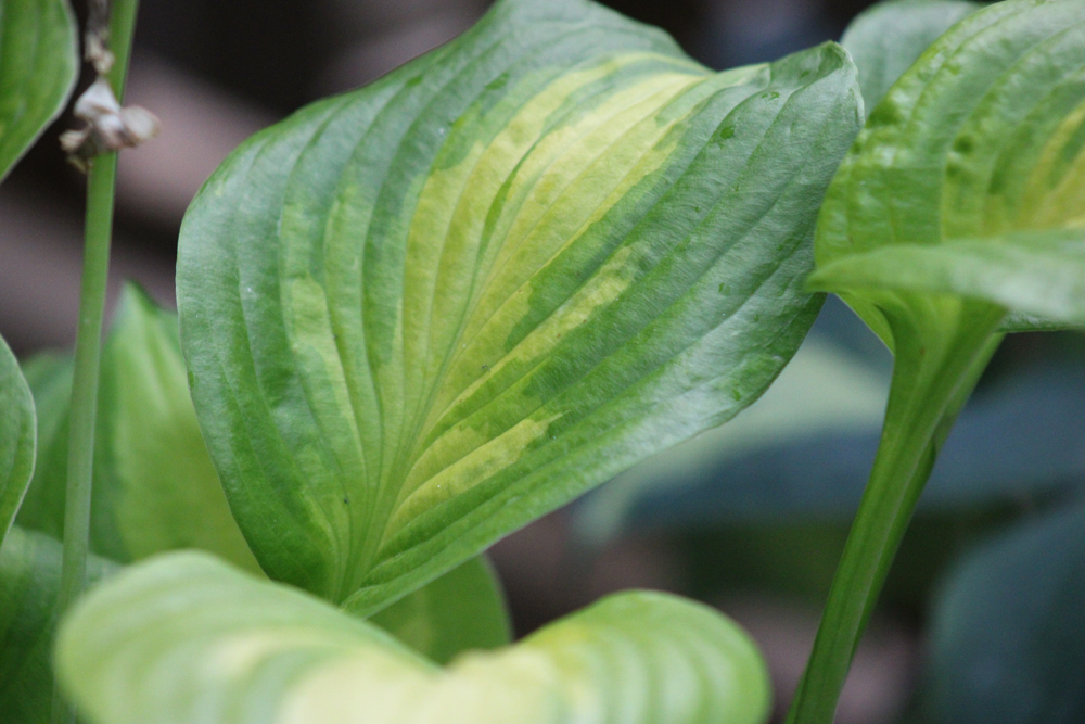 Hosta ‚Summer Breeze‘