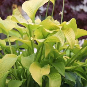 Hosta 'Sun Power'