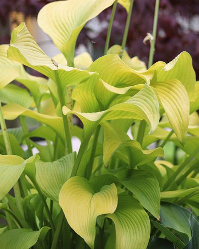 Hosta ‚Sun Power‘