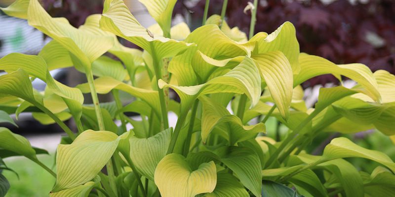 Hosta ‚Sun Power‘