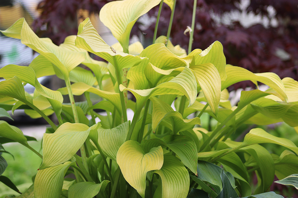 Hosta ‚Sun Power‘