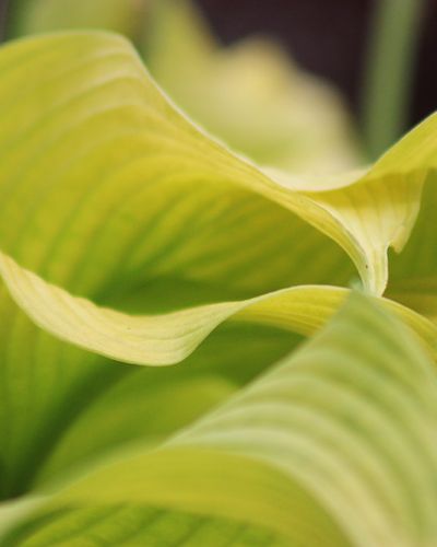 Hosta ‚Sun Power‘