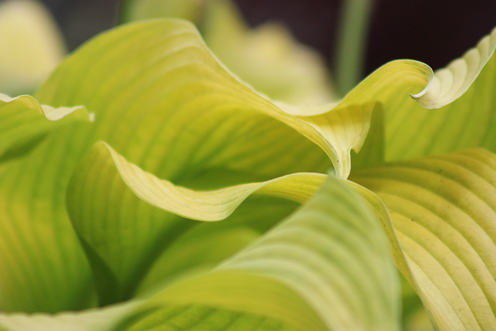 Hosta ‚Sun Power‘