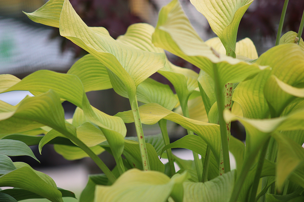 Hosta ‚Sun Power‘