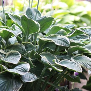 Hosta 'Tom Schmid'