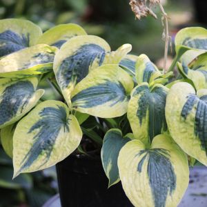 Hosta 'Tootie Mae'