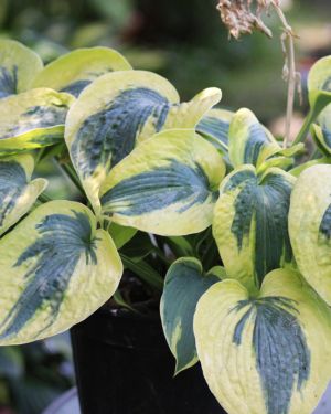 Hosta ‚Tootie Mae‘