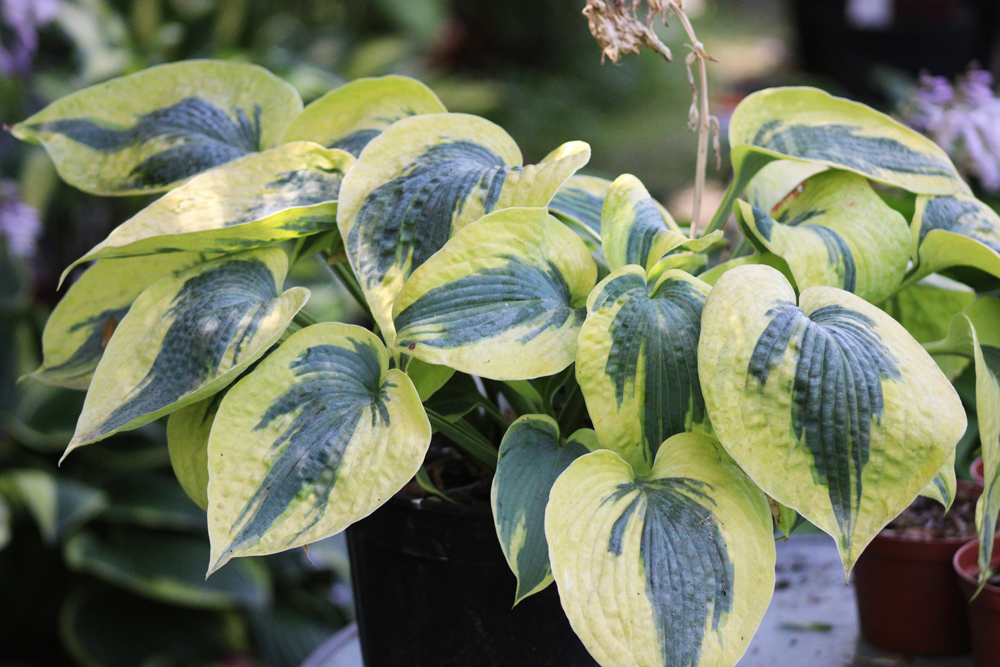 Hosta ‚Tootie Mae‘