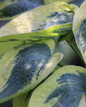 Hosta ‚Tootie Mae‘