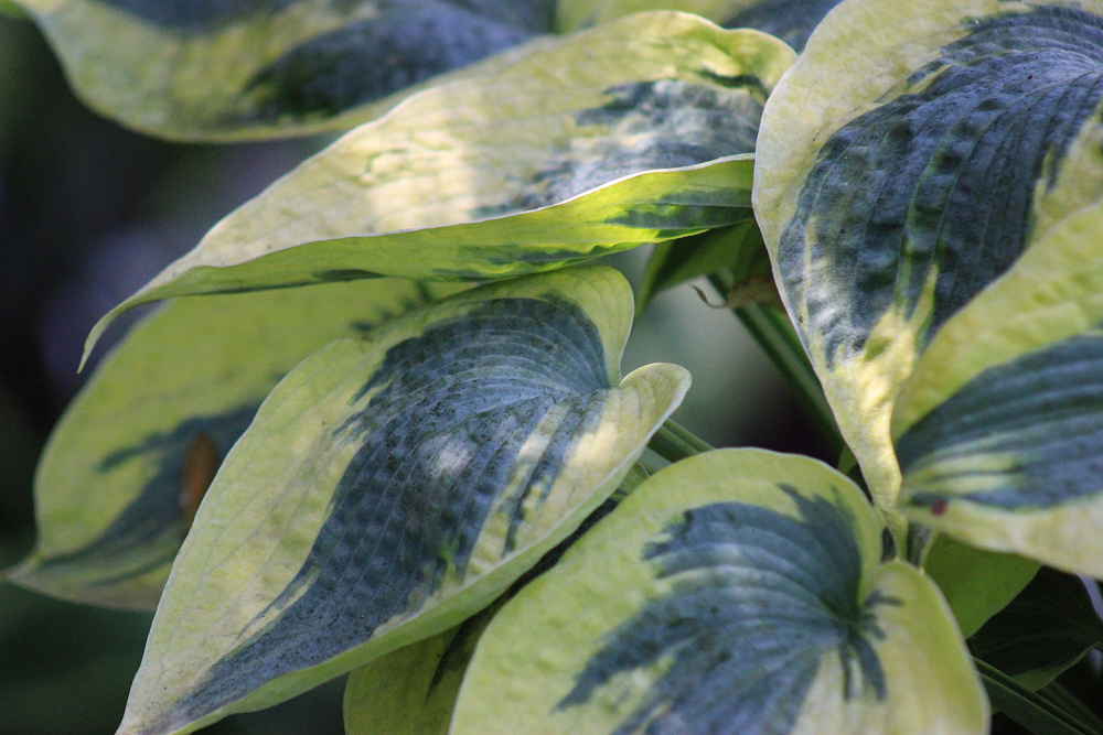 Hosta ‚Tootie Mae‘